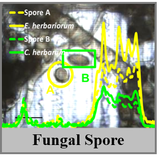 FungalSpore